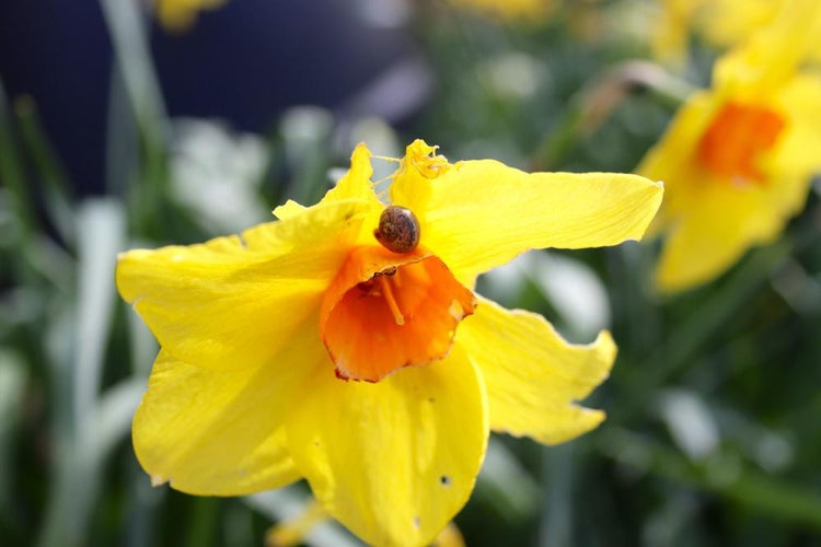 Sygdomme og parasitter hos påskeliljer